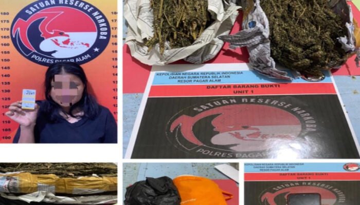 Satresnarkoba Polres Pagaralam Ringkus Pengedar Ganja di Sidorejo, Sita Barang Bukti 500 Gram
