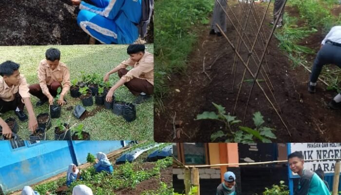 SMKN 1 Jarai Lakukan Budidaya Hidroponik