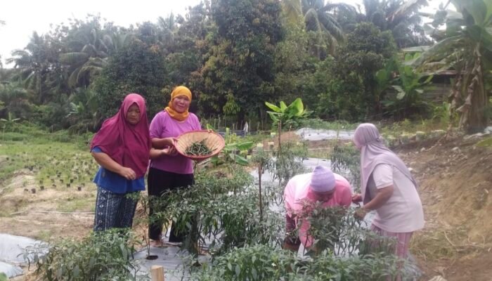 EcoGrow Mom PTBA, Wujud Nyata Pemberdayaan Perempuan Berbasis Urban Farming di Tanjung Karangan